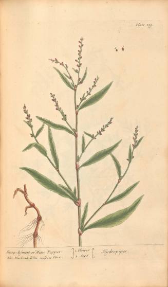 Sharp Arsmart or Water Pepper