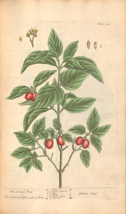 The Cornel Tree