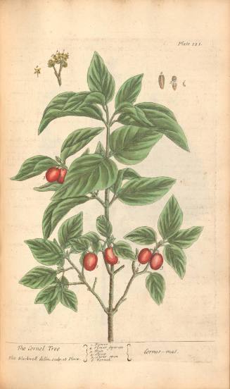 The Cornel Tree
