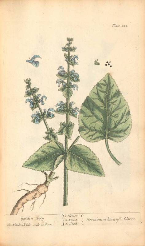 Garden Clary