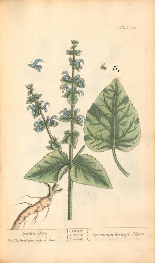 Garden Clary