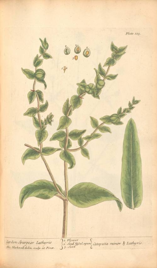 Garden Spurge or Lathyris