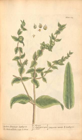 Garden Spurge or Lathyris