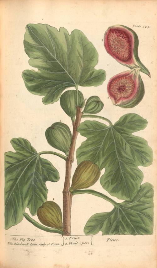 The Fig Tree