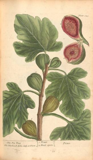 The Fig Tree