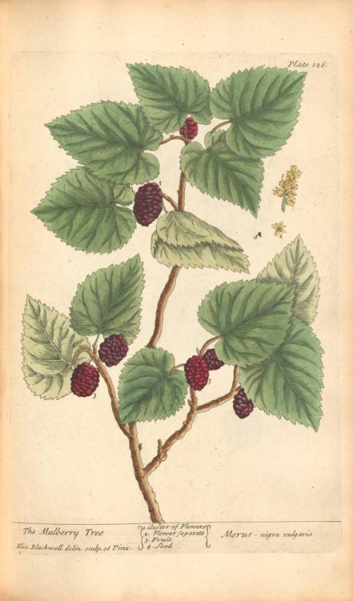 The Mulberry Tree