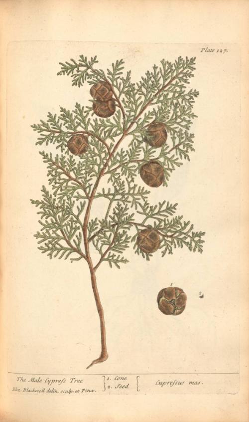 The Male Cypress Tree