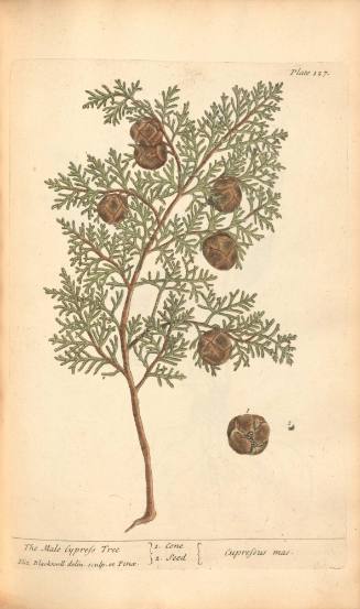 The Male Cypress Tree