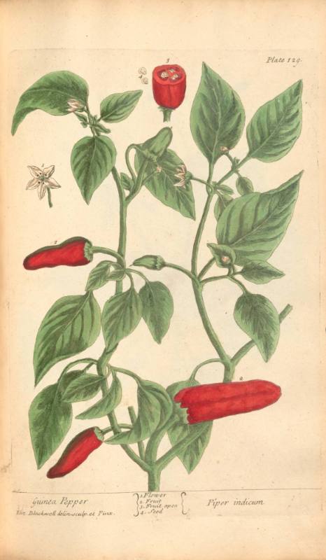 Guinea Pepper