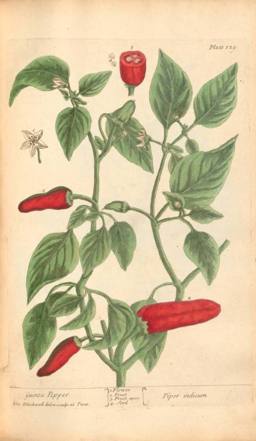 Guinea Pepper
