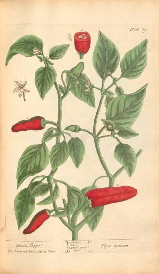 Guinea Pepper
