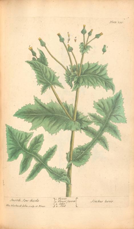 Smooth Sow-thistle