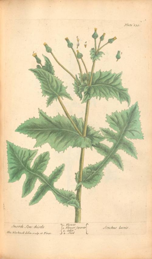 Smooth Sow-thistle