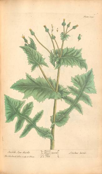 Smooth Sow-thistle
