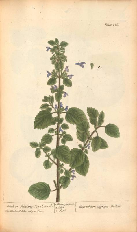 Black or Stinking Horehound