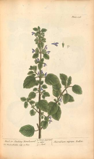Black or Stinking Horehound