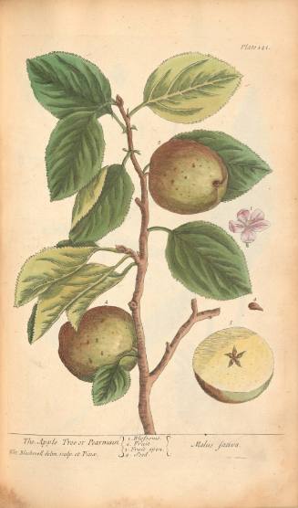 The Apple Tree or Pearmain
