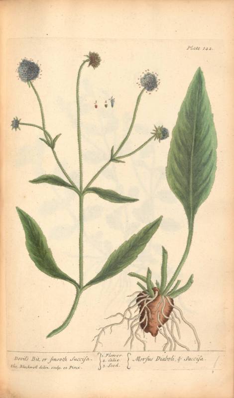 Devil's Bit or Smooth Succisa