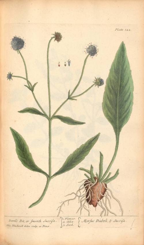 Devil's Bit or Smooth Succisa
