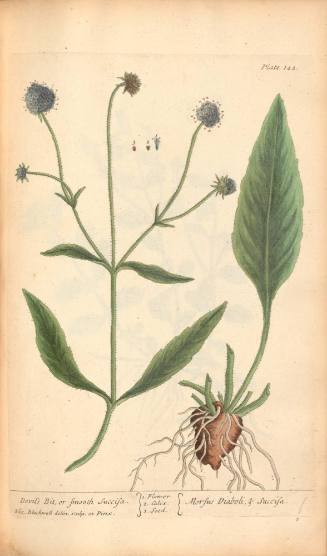 Devil's Bit or Smooth Succisa