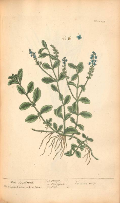 Male Speedwell