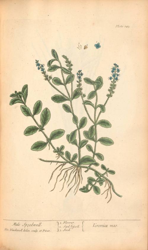 Male Speedwell