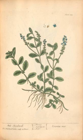 Male Speedwell
