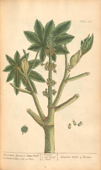 The Greater Spurge or Palma Christi