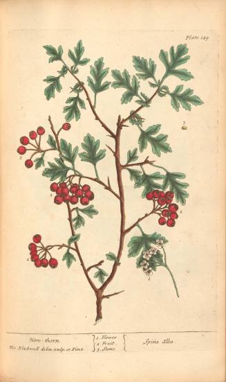 Haw-thorn