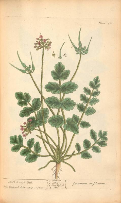 Musk Crane's Bill