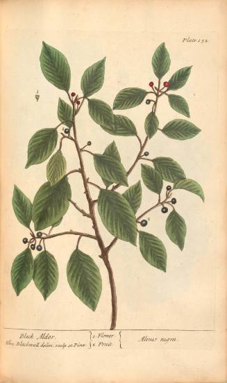Black Alder