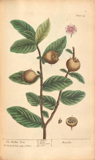 The Medlar Tree