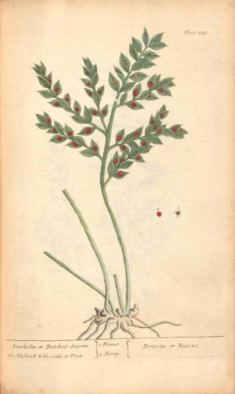 Kneeholm or Butcher's-broom