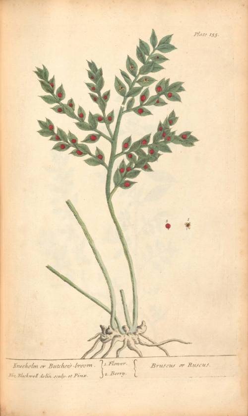 Kneeholm or Butcher's-broom