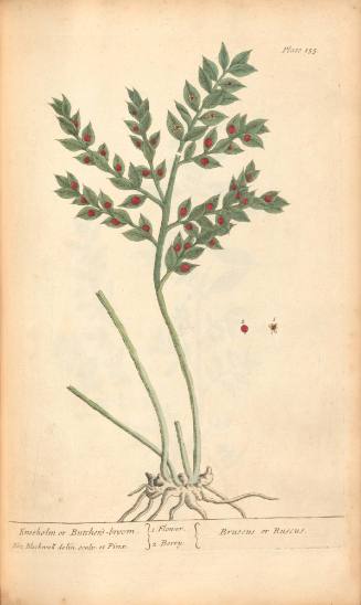 Kneeholm or Butcher's-broom