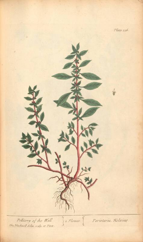 Pellitory of the Wall