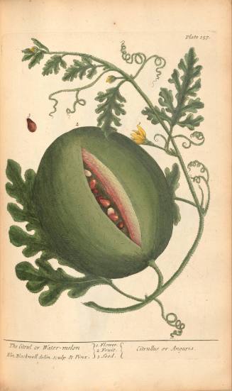 The Citrul or Water-melon