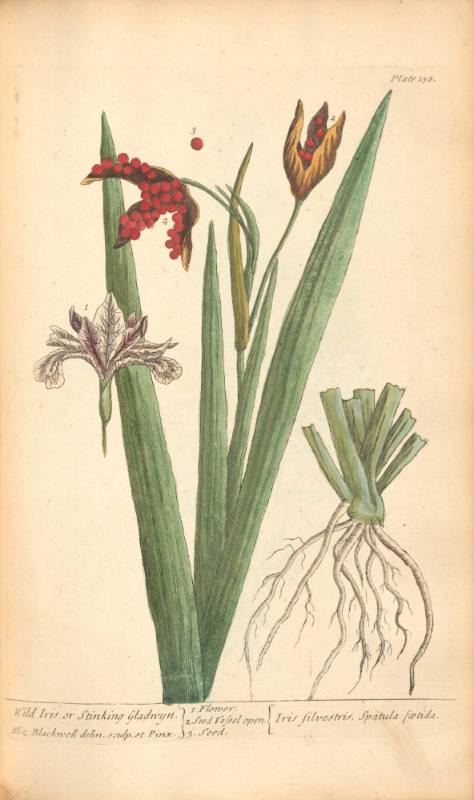 Wild Iris or Stinking Galdwyn