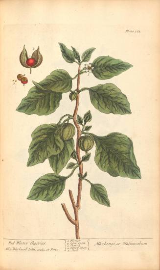 Red Winter Cherries