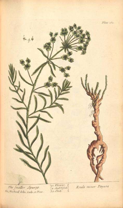 The Smaller Spurge