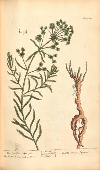 The Smaller Spurge