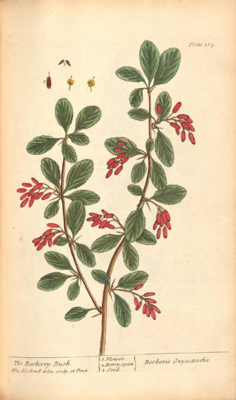 The Barberry Bush