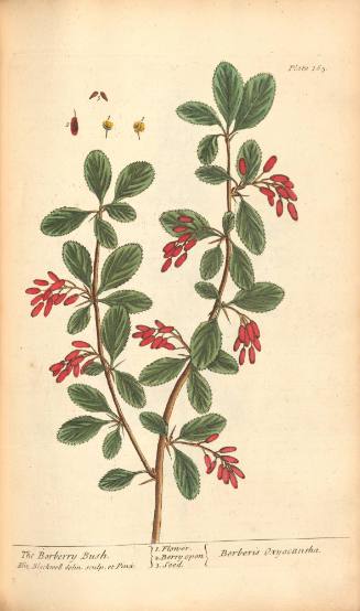 The Barberry Bush