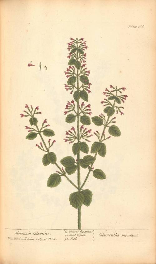 Mountain Calamint