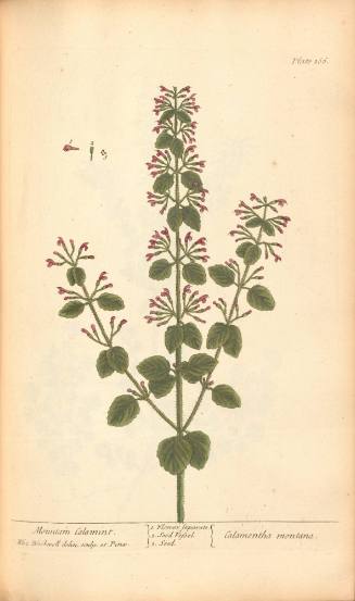 Mountain Calamint