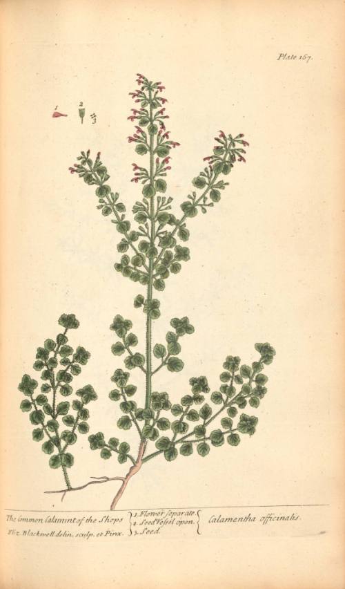 The Common Calamint of the Shops