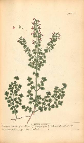 The Common Calamint of the Shops