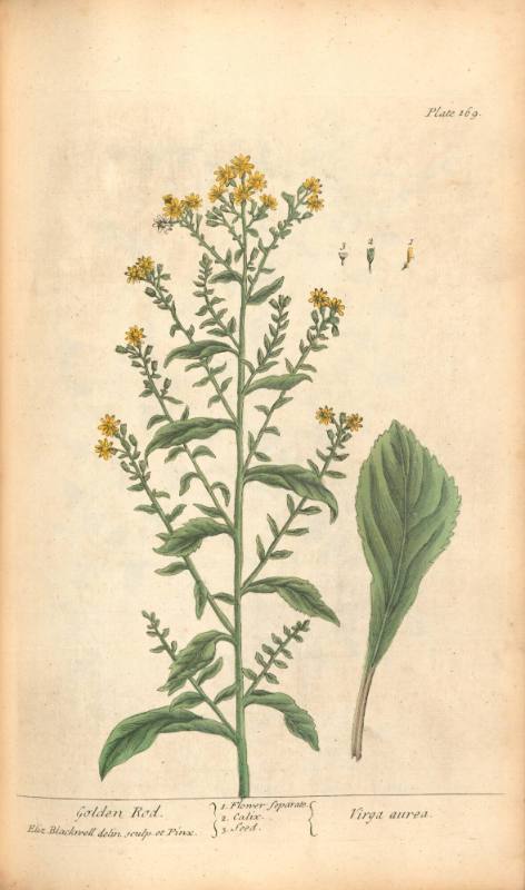 Golden Rod