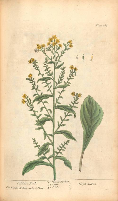 Golden Rod