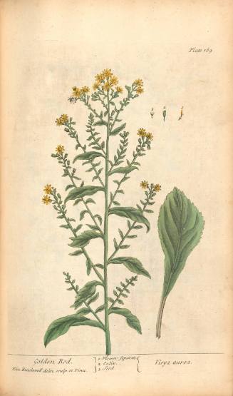 Golden Rod